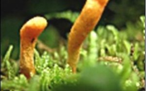 7 tác dụng của Đông trùng hạ thảo theo Tây y