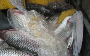 Phá một đường dây nhập lậu cá trắm Trung Quốc về Hà Nội