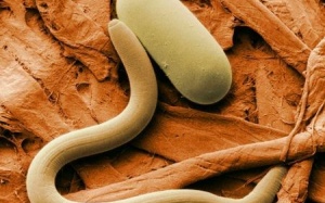 Giải mã 'tuổi xuân' bằng giun