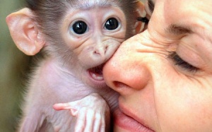 Xuất hiện vi rút nguy hiểm lây từ khỉ sang người