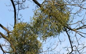 Thực hư về 'thuốc tiên' Tầm gửi