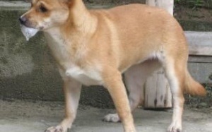 Chó nghi dại liên tục tấn công người và vật nuôi