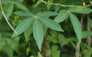 Dân dã lá mì cũng thành đặc sản