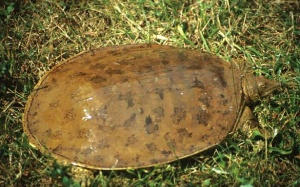 Miếng ăn quá khẩu... tàn đời