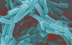 Bổ sung FOS để nuôi vi khuẩn “bạn bè”