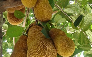 Mít - hữu ích từ thân đến lá