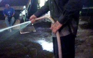 Thâm nhập đường dây làm trà 'cứt trâu'