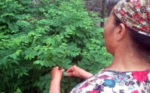 Choáng với công nghệ “tắm” thuốc trừ sâu rau ngót