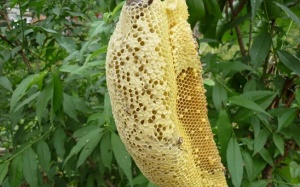 Nhộn nhịp 'chợ' mật ong ruồi... pha nước lã