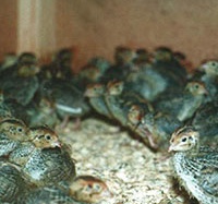 Tiêu huỷ 26.000 chim cút mắc cúm gia cầm