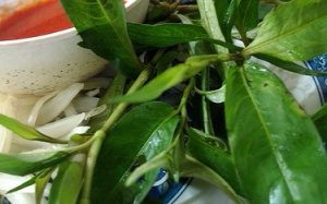 Quý ông chớ ngại rau răm...