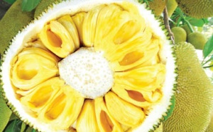 Kể công dùm... trái mít