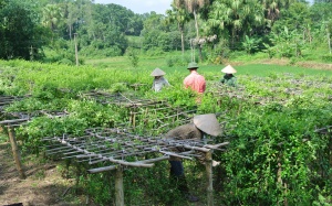 Ứng dụng GACP-WHO... không dễ