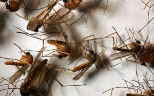 Săn muỗi bằng... máy bay không người lái