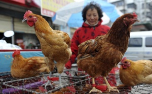 Ngăn chặn dịch cúm gia cầm lây lan qua biên giới