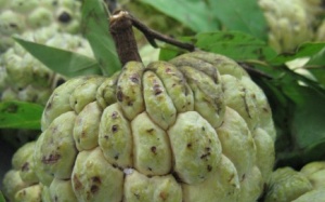 Những lợi ích tuyệt vời khi ăn quả na