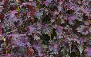 Tía tô trị cảm sốt, ho đờm