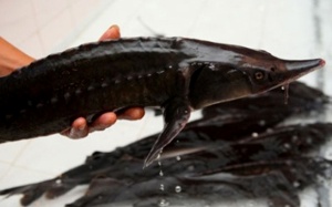 Thu giữ 300kg cá tầm nhập lậu tại tỉnh Quảng Ninh