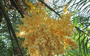 Rượu vang... hoa dừa - đặc sản mới của Bến Tre?