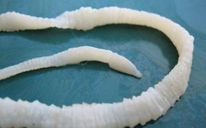 Giảm cân bằng... sán dây