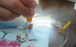 Sử dụng kit thử nhanh để ngăn chặn thực phẩm 'bẩn'