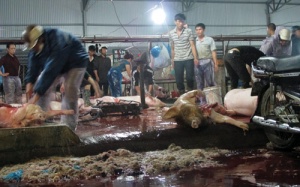 Thịt mất vệ sinh và tù mù chất cấm: Không thể kiểm soát?