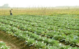 Rau an toàn: Chỉ hướng dẫn, khó kiểm soát!