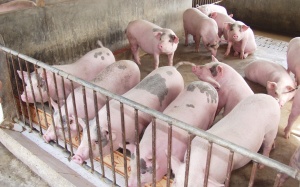 Gia súc gia cầm bị 'nhồi' quá nhiều kháng sinh