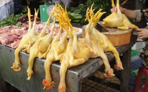 Nhuộm gia cầm bằng... nhựa thông, hoá chất