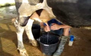 Sữa tươi giao tận nhà: tiện chưa chắc lợi!