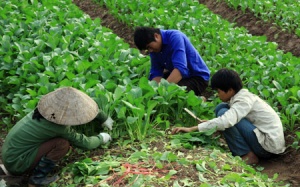 Rau an toàn = Phun thuốc cực độc + thu hoạch trong ngày?