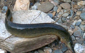 Tăng hạnh phúc lứa đôi nhờ cá chạch, trê