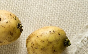 Tự hại mình vì coi thường các thực phẩm dễ gây ngộ độc