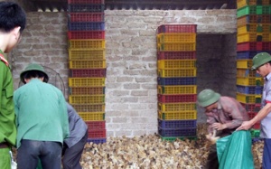 Gà lậu lén lút chạy đêm vào nội địa