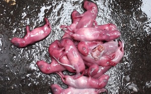 Những loài vật khổ vì quý ông muốn “ngóc”