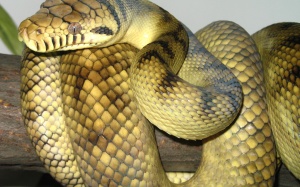 Cao trăn 'hủy diệt' năng lượng đàn ông