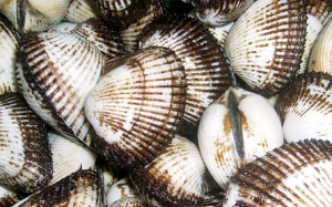 Được mùa sò lông