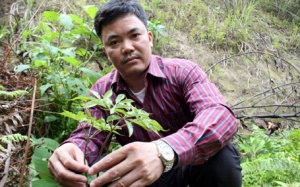 Gặp lương y 7 đời chữa dạ dày đất Lào Cai