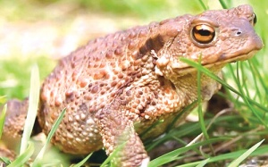 Tử vong vì ăn thịt cóc