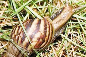 Viêm não vì ăn… ốc tái chanh!