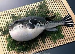 Ngộ độc cá nóc: 1 người chết, 6 người nhập viện