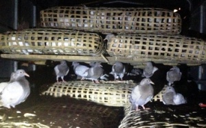 Chim bồ câu Trung Quốc âm thầm nhập lậu vào Việt Nam