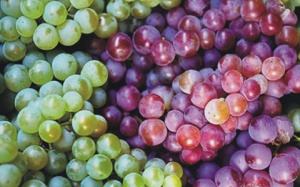 Nho Ninh Thuận bị 'mạo danh'