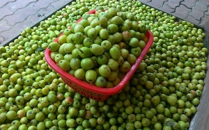 Táo mèo - Thực hư tác dụng trái ngược