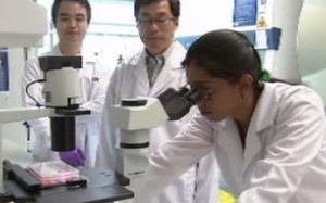 Tìm thuốc chữa sốt xuất huyết trên 'chuột nhân hóa'