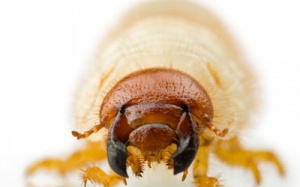 Phát minh 'giòi robot' hút u não