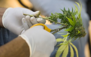 Mỹ: Điều trị cho trẻ bằng... cần sa