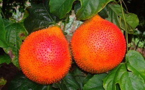 Công dụng chữa bệnh của quả gấc