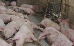 Dịch lở mồm long móng xuất hiện tại Bắc Kạn