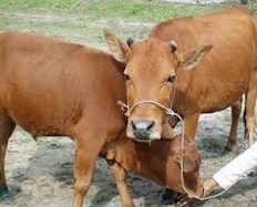 Quảng Nam: Dịch lở mồm long móng xuất hiện